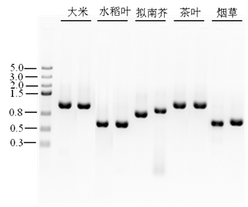 免提取PCR试剂盒：Plant Tissue Direct 