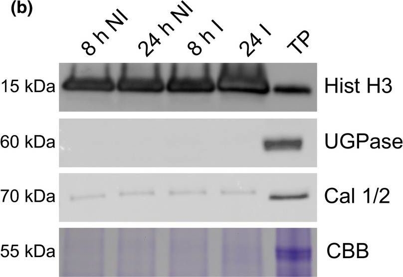 Anti-CNX1/2 | CALNEXIN HOMOLOG