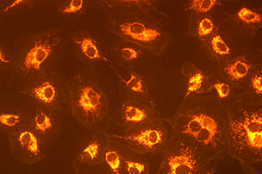 BDS400倒置荧光显微镜