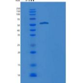 小鼠纤连蛋白亮氨酸丰富跨膜蛋白2(FLRT2)重组蛋白His tag