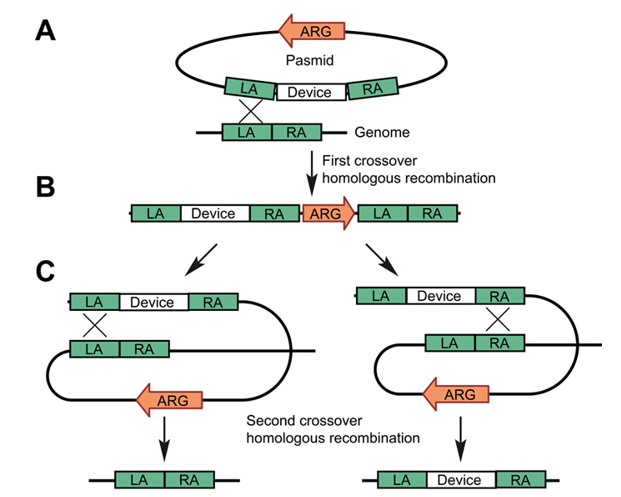 酿酒酵母基因组编辑