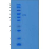 人MANF / ARMET重组蛋白Fc Tag