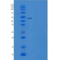 人MANF / ARMET重组蛋白Fc Tag