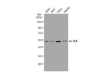ILK antibody [SC68-04]