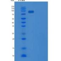 小鼠MAG / GMA / Siglec-4重组蛋白ECD, Fc Tag