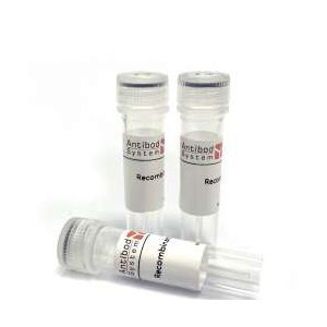 Research Grade Anti-Influenza A virus HA/Hemagglutinin Antibody (MEDI8852)