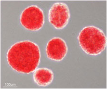 0714652808421252.png 3D mebiol gel 培养(7天)无LF.png