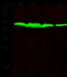 PTP1B antibody [226]