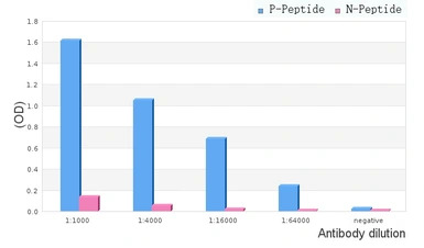 TIE2 (phospho Tyr897) antibody