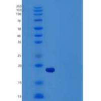 大鼠血管内皮生长因子A重组蛋白