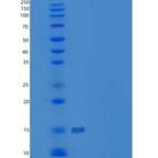 小鼠C-X-C基序趋化因子12/CXCL12/SDF-1 α重组蛋白
