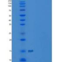 小鼠C-X-C基序趋化因子12/CXCL12/SDF-1 α重组蛋白