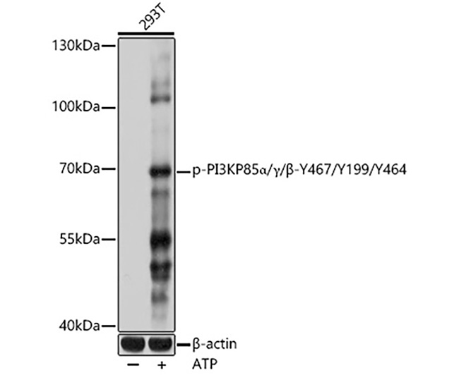 Phospho-PI3K P85α/β/P55γ (Y467
