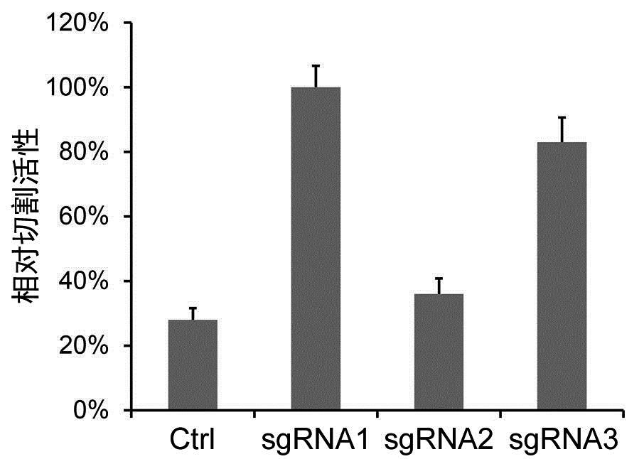 CRISPR/Cas9基因敲除技术服务