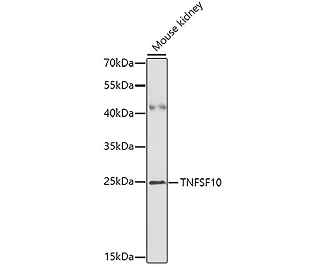 TNFSF10/TRAIL Rabbit Polyclona