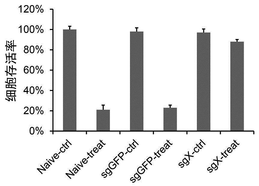 CRISPR/Cas9基因敲除技术服务