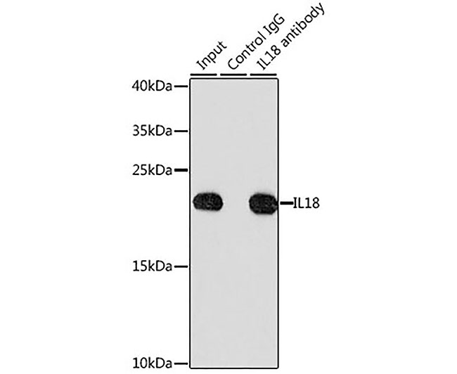 IL18 Rabbit Polyclonal Antibod