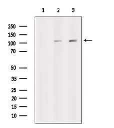 XRN2 antibody