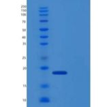 大鼠CD70 / CD27L / TNFSF7重组蛋白His Tag
