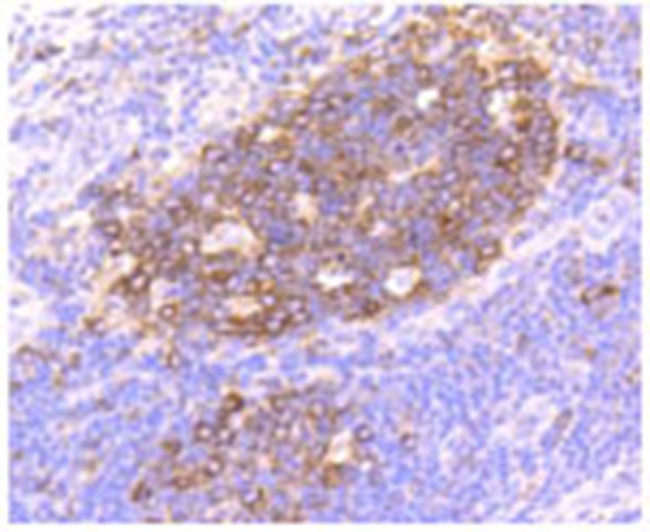 Hsp90 alpha Rabbit Monoclonal 