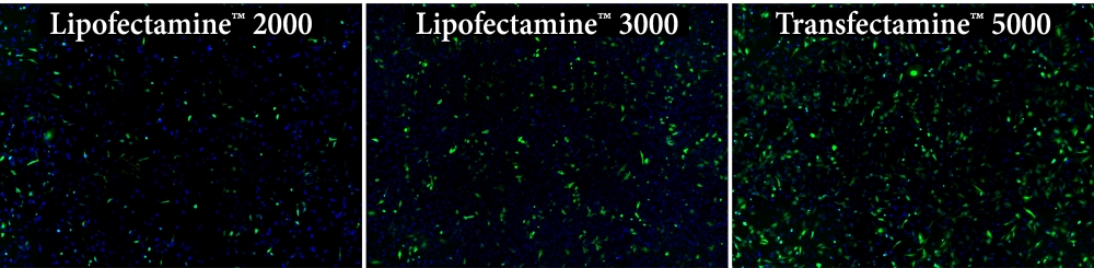 AAT Bioquest 品牌 Transfectamine 5000转染试剂 货号60020-3示例图2