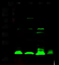 Cyclophilin B antibody