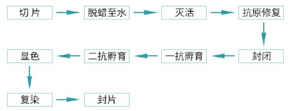 免疫组织化学（IHC）实验步骤及实操问题解答