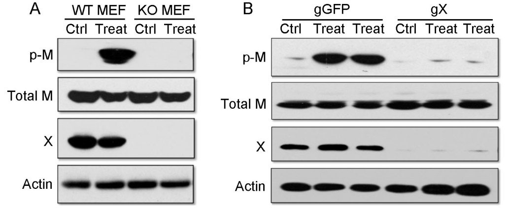 CRISPR/Cas9基因敲除技术服务