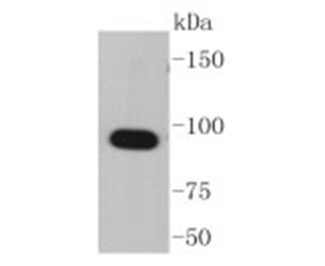 Hsp90 alpha Rabbit Monoclonal 