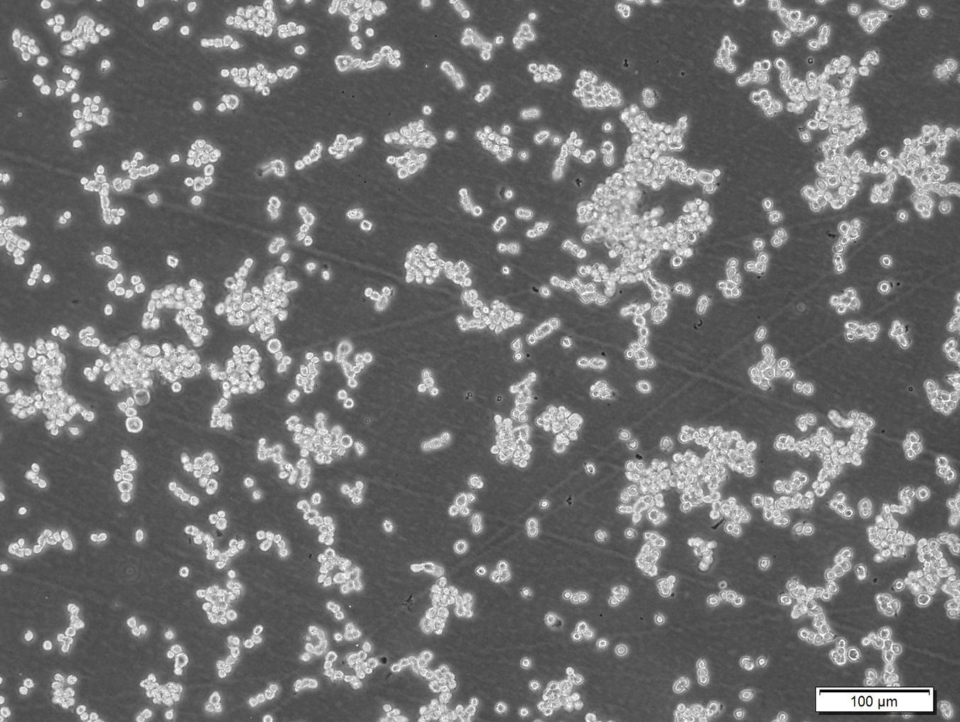 NR8383 (大鼠肺泡巨噬细胞)