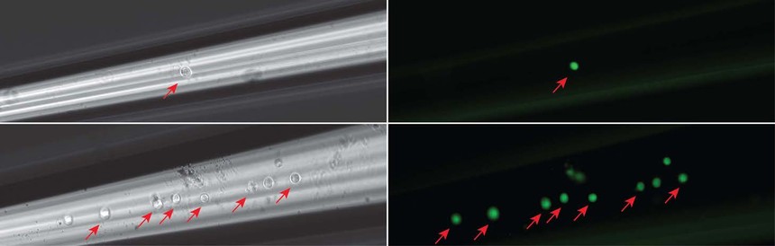 单细胞采集和组织显微切割系统 单细胞采集和组织显微切割系统