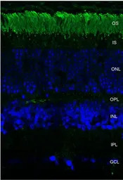 Rhodopsin antibody [4D2]