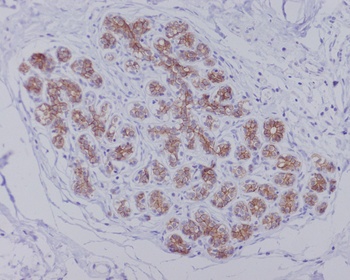 AQP1 Rabbit Monoclonal Antibod