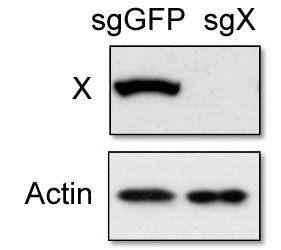 CRISPR/Cas9基因敲除技术服务