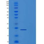 人M-CSF / CSF-1重组蛋白
