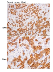 Anti-HS90B Polyclonal Antibody