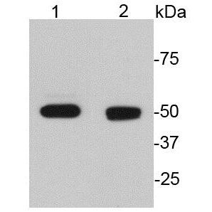 GFAP Mouse Monoclonal Antibody
