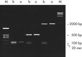 Complete primer removal after PCR.