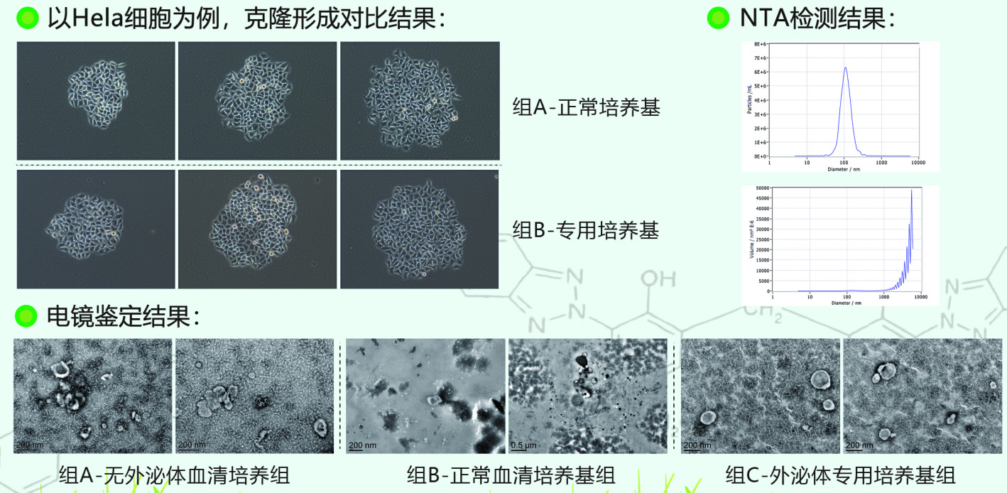 无血清外泌体培养基