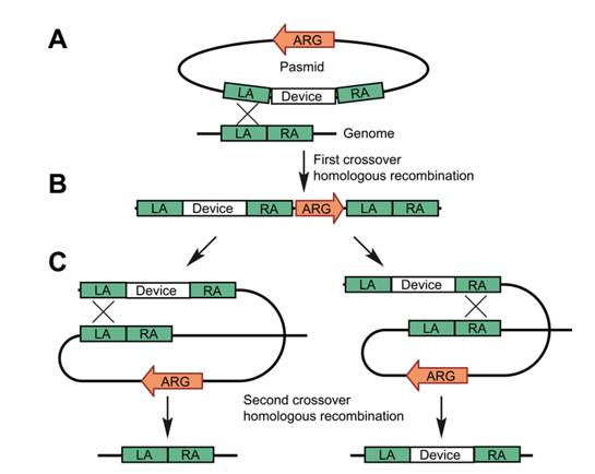 大肠杆菌基因组编辑
