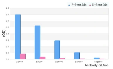 Steroidogenic Factor 1 (phosph