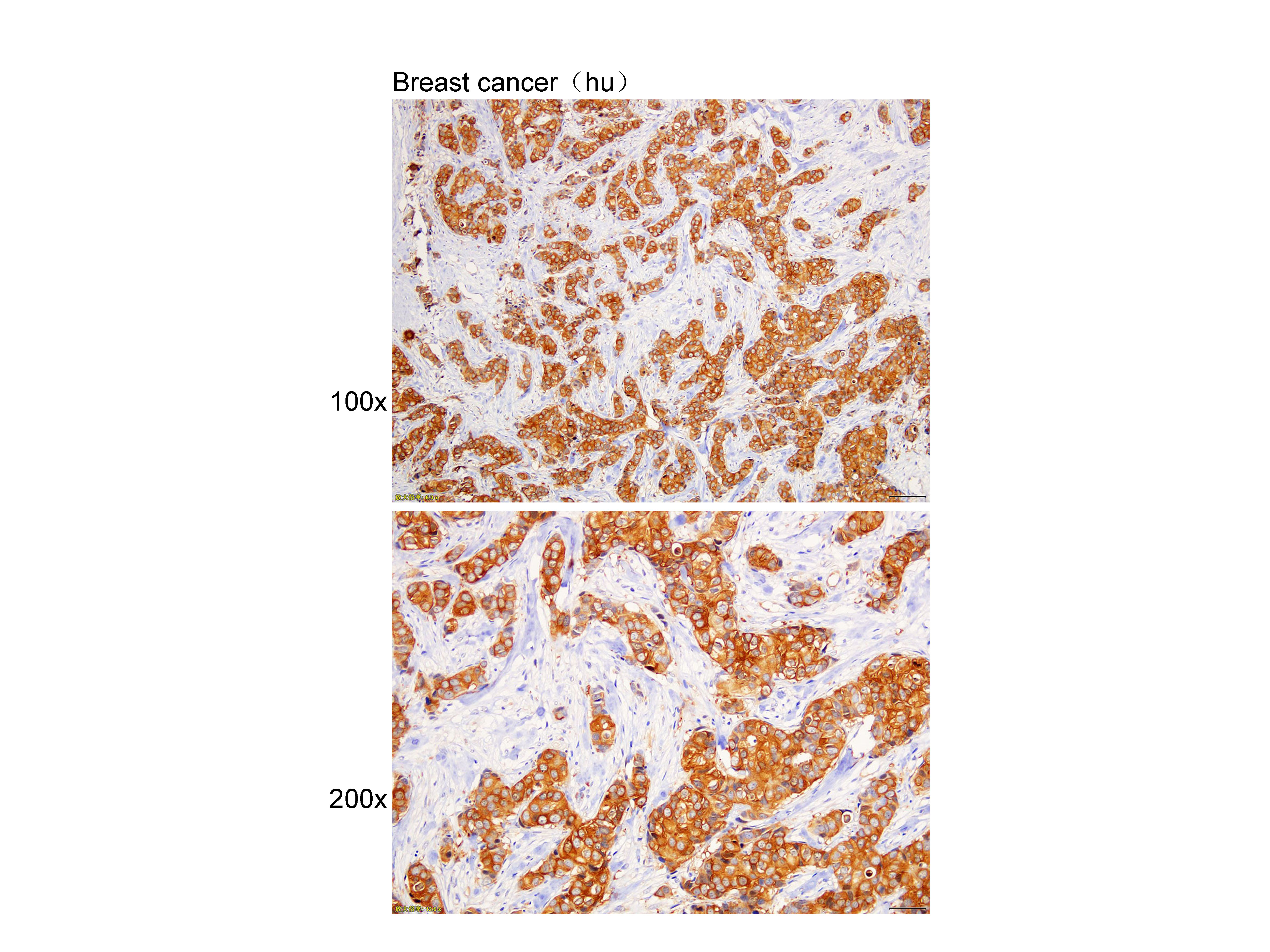 Anti-HS90B Polyclonal Antibody