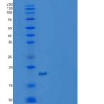 小鼠C-X-C基序趋化因子15/cxcl 15/肺因子重组蛋白C-6His