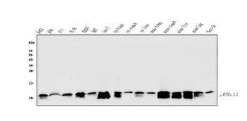 ATP5G1,2,3/ATP5MC1,2,3 Antibod