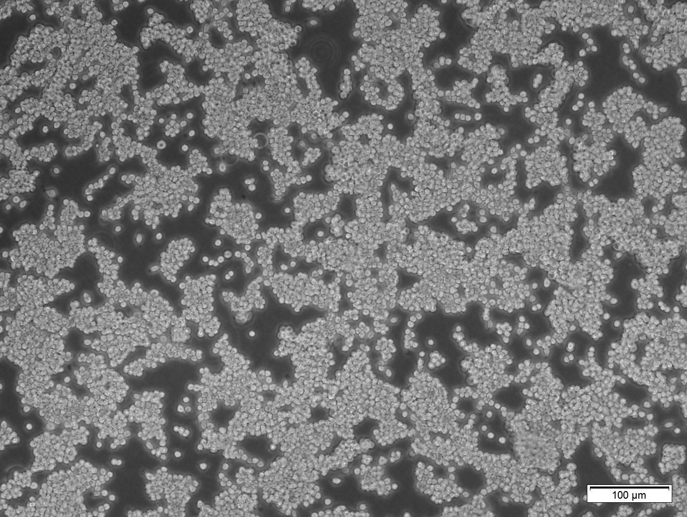 RAW 264.7 (小鼠单核巨噬细胞)