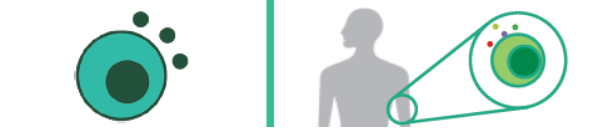 IsoCode 微流控单细胞蛋白质组芯片-IsoPlexis