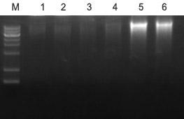 RCA滚环扩增试剂盒