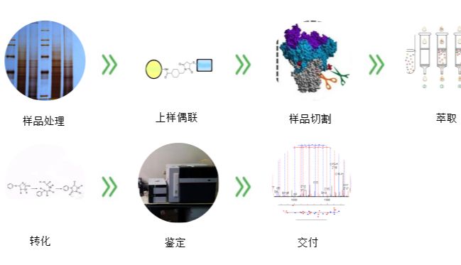 蛋白质N端测序服务-Edman法