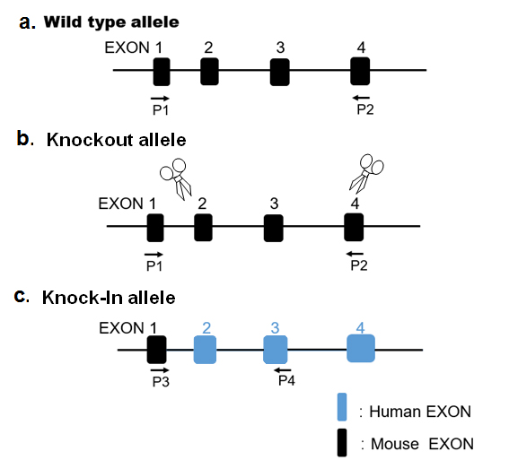 Apoe2-1.jpg Apoe2-1.jpg