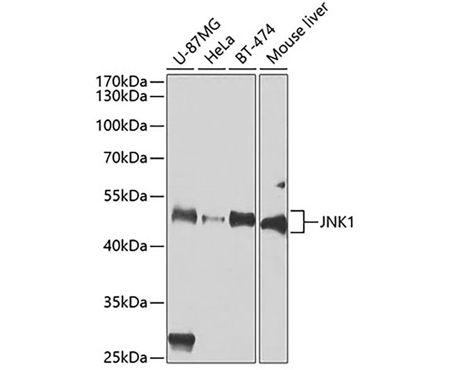 JNK1/MAPK8 Rabbit Polyclonal A